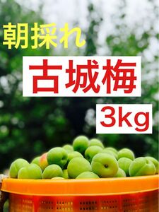 大特価！！紀州南高梅.3kg.訳あり品.農家直送