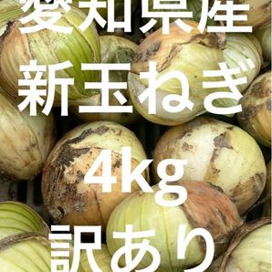 愛知県産　新玉ねぎ　4kg 訳あり