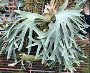 P.willinckii 'Celso Tatsuta' TC⑥ @bikamori.comwi Lynn key cell sotatsuta staghorn fern 