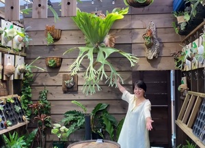 P.grande spored② @bikamori.com genuine article. grande.. staghorn fern 