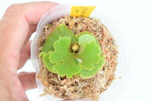 P.ridleyi 'Dwarf Silvery' spored⑥　 @bikamori.com リドレイ ドワーフシルベリー　ビカクシダ　