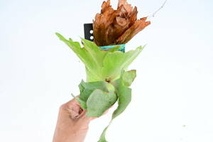 P.wallichii wild① @bikamori.com staghorn fern walichi- mountain .. stock 