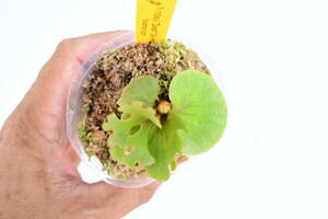 P.ridleyi 'Dwarf Silvery' spored③　 @bikamori.com リドレイ ドワーフシルベリー　ビカクシダ　