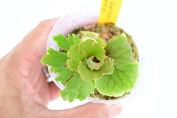 P.ridleyi 'Dwarf Silvery' spored③　 @bikamori.com リドレイ ドワーフシルベリー　ビカクシダ　