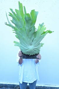 P.mentelosii spored④ @bikamori com mainte rosi- staghorn fern 