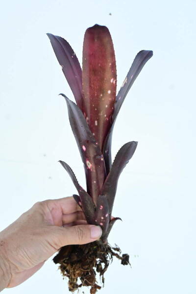 Billbergia 'Hallelujah'　@bikamori.com ビルベルギア ハレルヤ