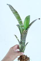 Billbergia sp② @bikamori.com ビルベルギア ラベル落ち_画像2