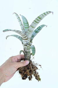 Aechmea nudicaulis 'Frosty The Snowman'　@bikamori.com エクメア・ヌディカウリス・フロスティーザスノーマン