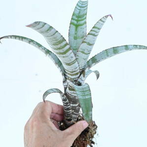 Aechmea nudicaulis 'Frosty The Snowman' @bikamori.com エクメア・ヌディカウリス・フロスティーザスノーマンの画像2