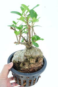 Hydnophytum formicarum Jack②　 @bikamori.com フィドノフィツム