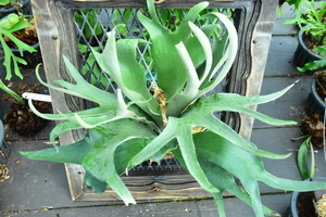 P.Pegasus TC① @bikamori.com Pegasus staghorn fern 