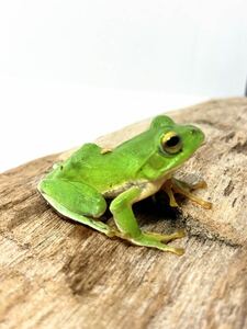  Schlegel's green tree frog 1 pcs 