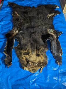ヒグマ　熊 剥製 毛皮 頭尻尾185cm 胴巾95cm　爪付き 壁掛 敷物 絨毯 ラグ カーペット インテリア 高級 くま/クマ