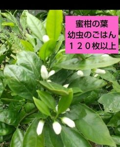 6日までのセール！完全無農薬　柑橘類の葉　枝付き　蜜柑の葉　幼虫のごはん　大量１２０枚