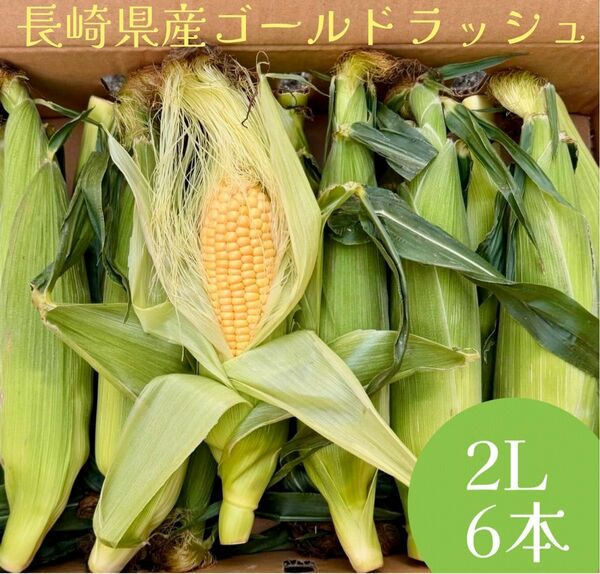 市場に着いたその日に発送　A等級　長崎県産　ゴールドラッシュ　とうもろこし　2L 6本　約1.7〜2.1kg お取り寄せグルメ