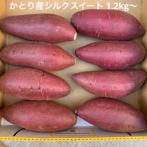 冷やし焼き芋に♪ 千葉県かとり産　シルクスイート　Sサイズ　1.2kg 絹の様に滑らかな舌触りのさつまいも　ねっとり系