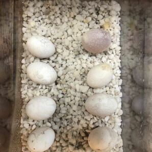 Dフトアゴヒゲトカゲ（有精卵食用）パイポゼロ、真っ白な子も出てます！卵3個の画像9