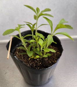  stevia. .. tree did seedling. pot shipping is no. 4 kind mail 290 jpy **