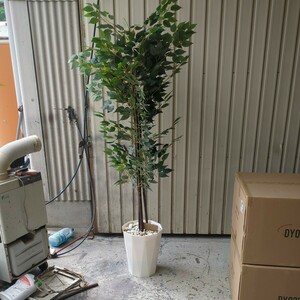 人工観葉植物　フェイクグリーン　フィカス　新品１８０ｃｍ 001　運賃込