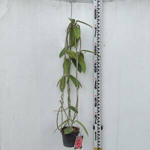 Hoya meliflua 3号　希少品種レア　大型大株　吊るし　ハンギング　多肉植物　ホヤ