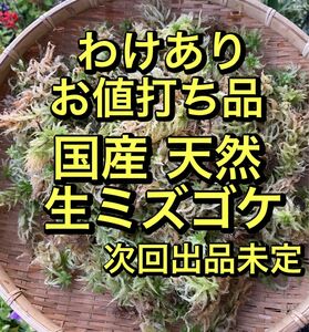 わけあり 国産 天然 生水苔 ミズゴケ 250g 1セット限定早い者勝ち