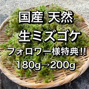 国産 天然 ミズゴケ 生水苔 180g フォロワー様特典付き