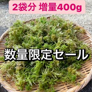 数量限定セール　国産 天然 生水苔 ミズゴケ 2袋分360g→400g入