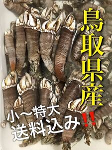  Tottori prefecture production fresh turtle note* order acceptance exclusive use 