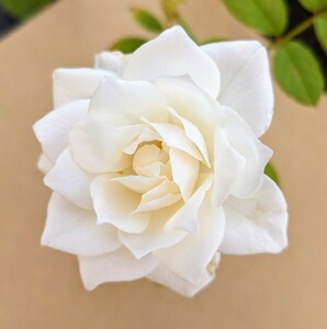 1　バラ　２種苗セット　薔薇苗　小苗