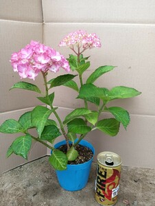 紫陽花　苗木　庭木ピンク アジサイ