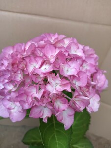 ピンク紫陽花アジサイ　花傷みあり　来季苗