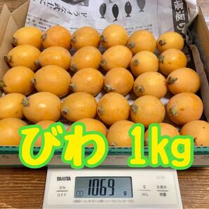 ビワ　枇杷　無農薬　約1kg　翌日7:00収穫予定