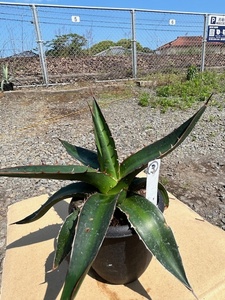 agave .. heaven green .3.5 number ③