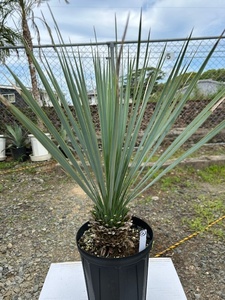  yucca Lost la-ta(. production ground direct import thing ) silver green color 7 number pot root trim sufficient ②