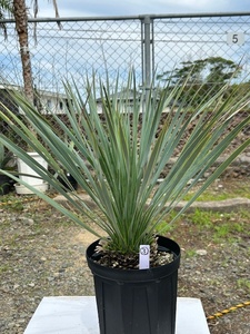  yucca Lost la-ta(. production ground direct import thing ) silver green color 7 number pot root trim sufficient ③
