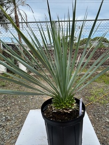  yucca Lost la-ta(. production ground direct import thing ) silver green color 7 number pot root trim sufficient ④