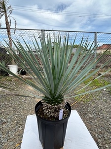  yucca Lost la-ta(. production ground direct import thing ) silver green color 7 number pot root trim sufficient ①