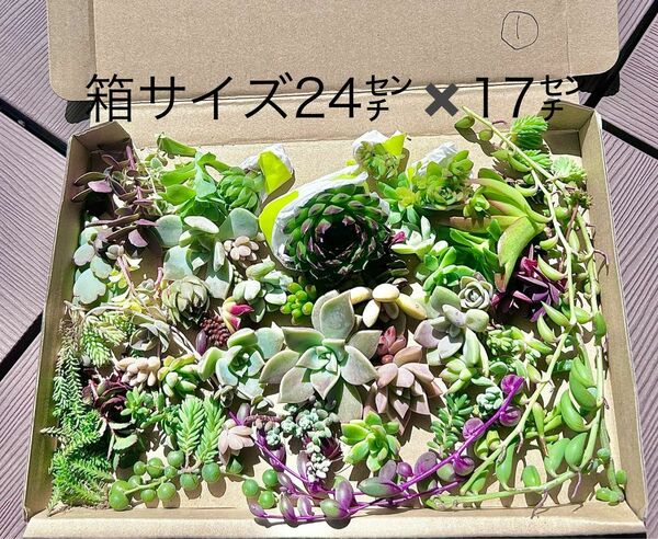 多肉植物　寄せ植えに　カット苗　根付き苗　多種類あり　セダム　エケベリア　①