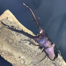 【厳選極美パープル】メタリフェルホソアカクワガタ フィナエ亜種 ペレン島 ♂♀ ペア 2匹 未使用(メタリフェルホソアカ ）_画像4