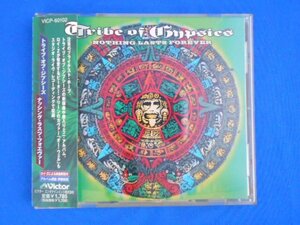 cd20423◆CD/TRIBE OF GYPSIES トライブ・オブ・ジプシーズ/NOTHING LASTS FOREVER ナッシング・ラスツ・フォエヴァー/中古