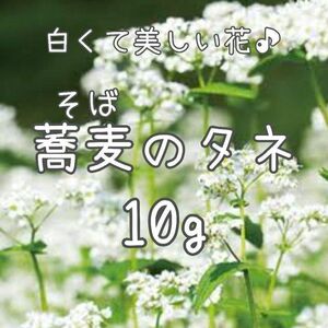 【蕎麦のタネ】10g 種子 種 ソバ そば 花 家庭菜園