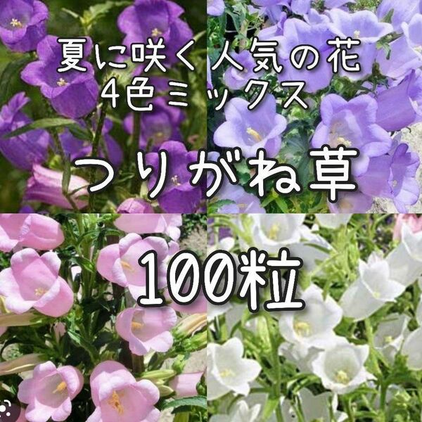 【つりがね草のタネ】100粒 種子 種 カンパニュラ 花 切り花にも