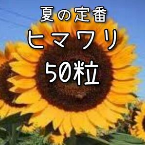 【ヒマワリのタネ】50粒 種子 種 大輪 向日葵 ひまわり 切り花にも 夏