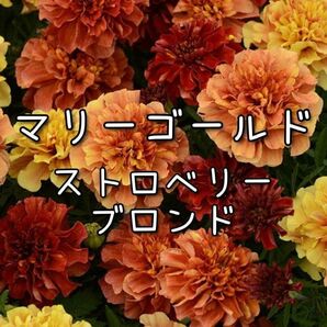 【ストロベリーブロンドのタネ】20粒 種子 種 マリーゴールド 花