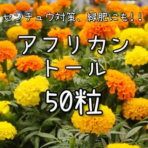 【アフリカントールのタネ】50粒 種子 種 マリーゴールド 緑肥 景観 花