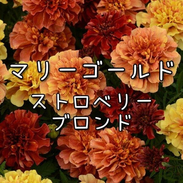 【ストロベリーブロンドのタネ】20粒 種子 種 マリーゴールド 花