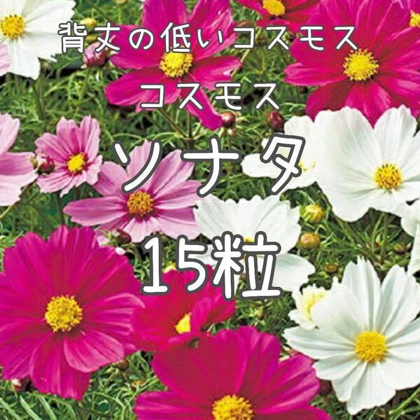 【ソナタのタネ】15粒 種子 種 矮性コスモス 秋桜 花 切り花にも 花