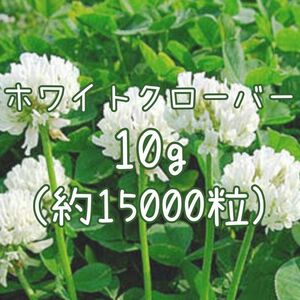 【ホワイトクローバーの種】10g 種子 白クローバー シロツメクサ 緑肥 花