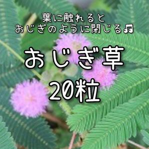 【おじぎ草のタネ】20粒 種子 種 オジギソウ 花 花壇