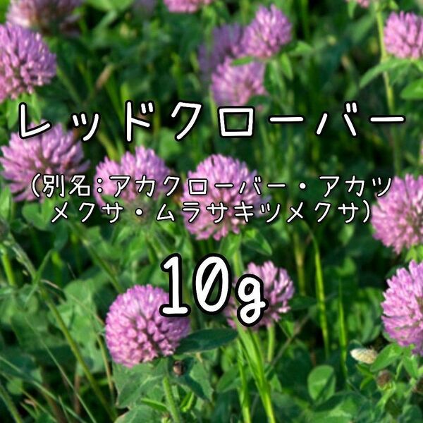 【レッドクローバーの種】10g 種子 赤クローバー アカクローバー 花 緑肥 